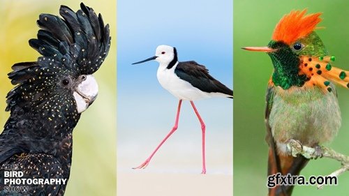 Aviscapes - Jan Wegener - Masterclass Editing Your Bird Images to Perfection & Bonus \