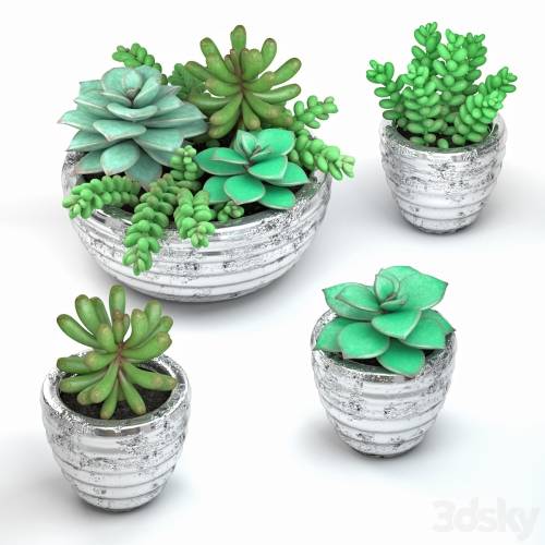 '3dsky Pro - Succulents'