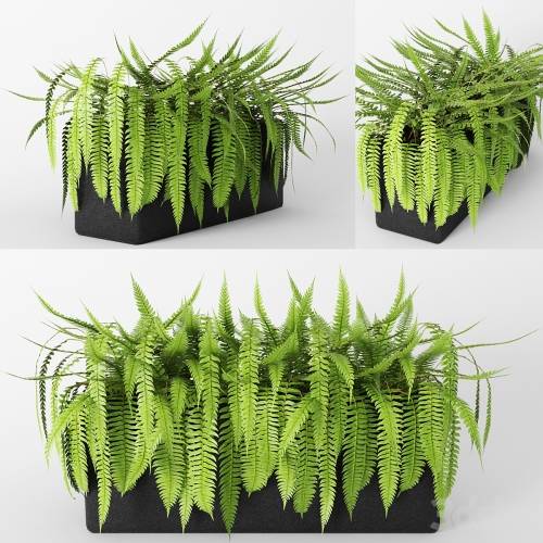 '3dsky Pro - Fern.fern, flower, pot, bush, flowerpot, flower bed'
