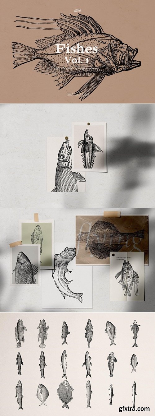 Studio2am - A Renaissance Field Guide to Fish