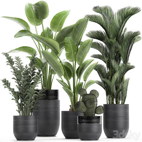 '3dsky Pro - Collection of plants in black pots with Strelitzia, banana, dipsis, palm, cactus, Zamiokulkas. Set 724.' '3dsky Pro - Collection of plants in black pots with Strelitzia, banana, dipsis, palm, cactus, Zamiokulkas. Set 724.'