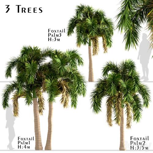 '3dsky Pro - Set of Foxtail Palm Trees (Wodyetia Bifurcata) (3 Trees)' '3dsky Pro - Set of Foxtail Palm Trees (Wodyetia Bifurcata) (3 Trees)'