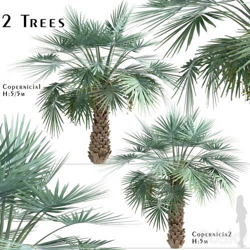 '3dsky Pro - Set of Copernicia Palm Trees (Carnaubeira) (2 Trees)' '3dsky Pro - Set of Copernicia Palm Trees (Carnaubeira) (2 Trees)'