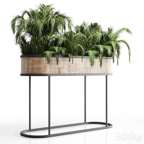 '3dsky Pro - collection Indoor plant palm 40-bax wood vase'