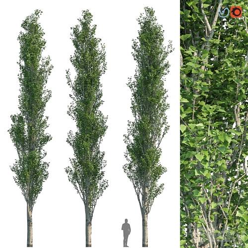 '3dsky Pro - Poplar Pyramidal 15m Summer'