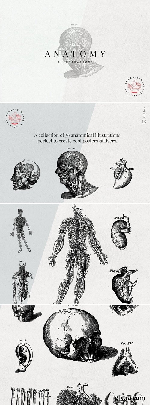 Studio2am - Anatomy Illustrations