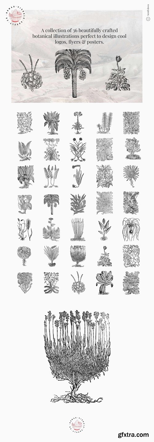 Studio2am - Botanical Illustrations Vol.01