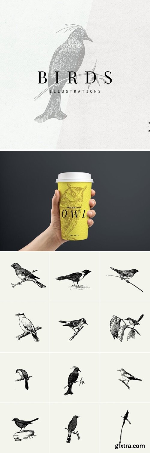 Studio2am - Birds Illustrations