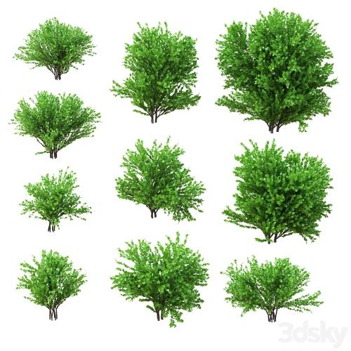'3dsky Pro - A set of bushes. 10 models. v2'