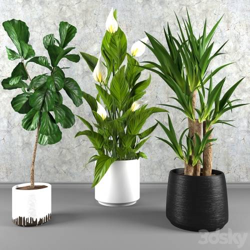 '3dsky Pro - Contemporary houseplant set 3'