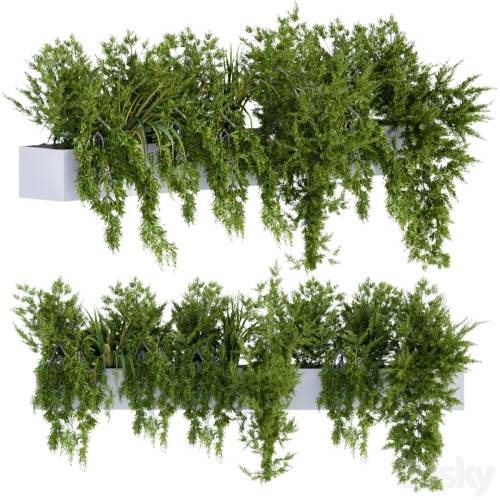 '3dsky Pro - ivy plants in box'