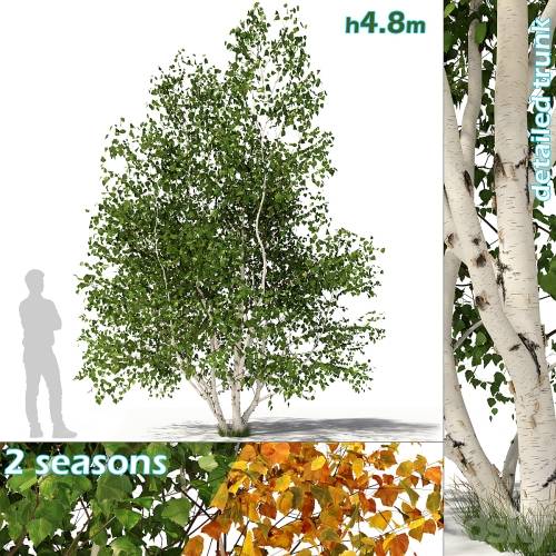 '3dsky Pro - Betula pendula multi stem V02'