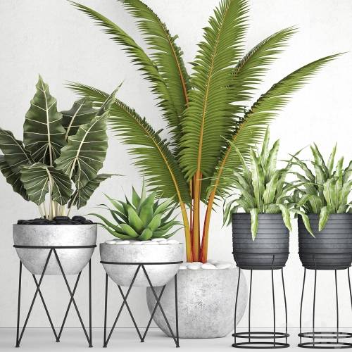 '3dsky Pro - The collection of plants in pots 17. coconut palm, alocasia, concrete pot, stand, flower, asplenium, agave'