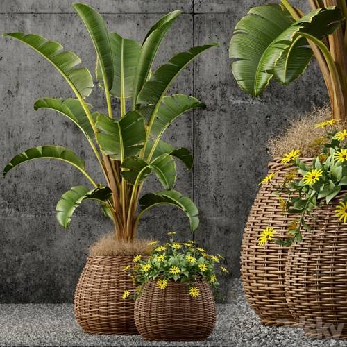 '3dsky Pro - Plants collection 55'