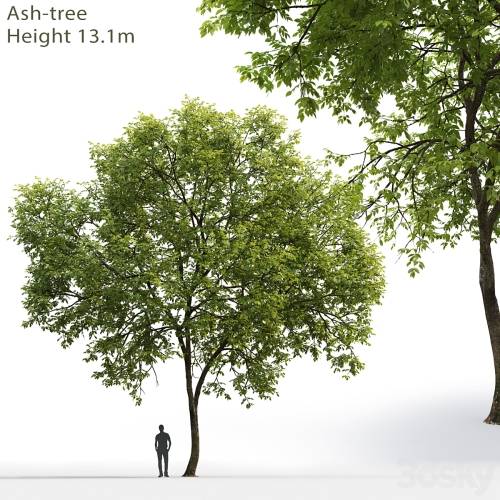 '3dsky Pro - Ash-tree # 1 (13.1m)'