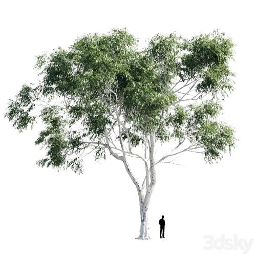 '3dsky Pro - Eucalyptus 8'