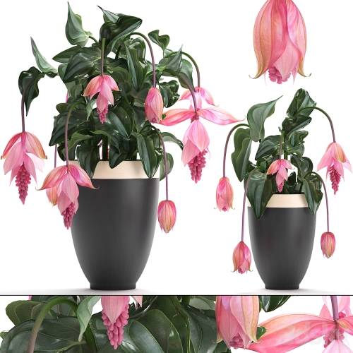 '3dsky Pro - Collection of plants. rose flowers, medinilla, exotic flower, pot, flowerpot, houseplants, bud'