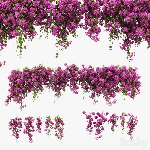 '3dsky Pro - Bougainvillea climber'