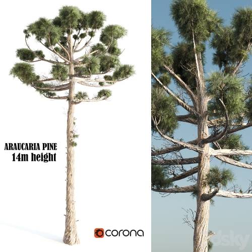 '3dsky Pro - ARAUCARIA PINE-corona'