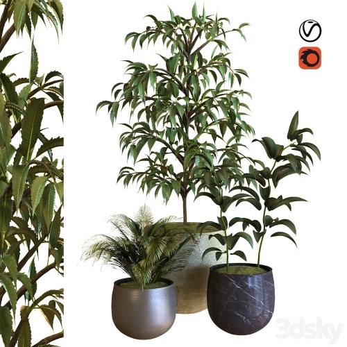 '3dsky Pro - plant in box set 040'