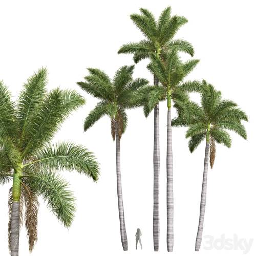 '3dsky Pro - New Plant High detail Roystonea Regia'