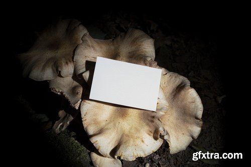 Format Mockup Collections