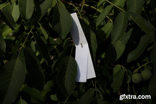 Format Mockup Collections