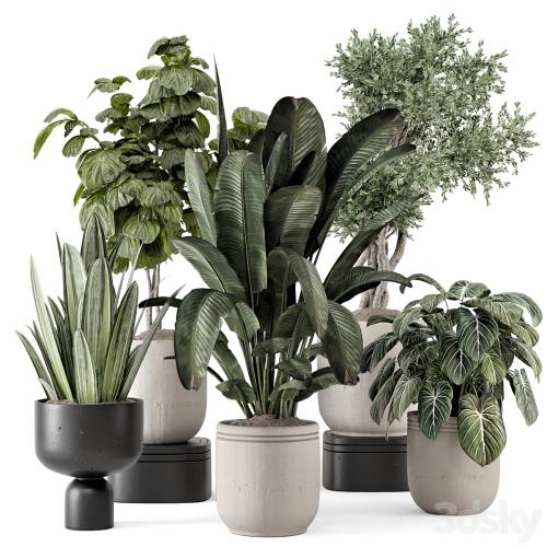 '3dsky Pro - Indoor Plants in rusty Concrete Pot - Set 1286'