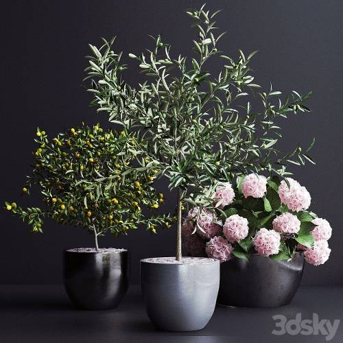 '3dsky Pro - Decor, trees'