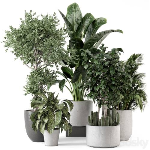 '3dsky Pro - Indoor Plants in rusty Concrete Pot - Set 584'