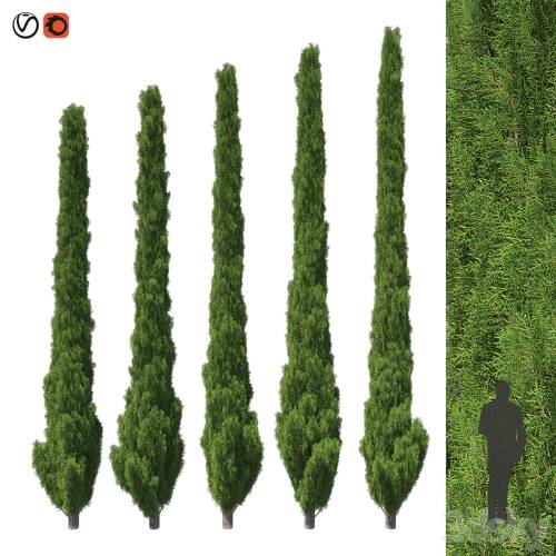 '3dsky Pro - Cupressus 5-6m'