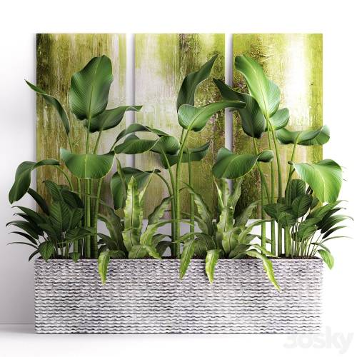 '3dsky Pro - The collection of plants in pots 16. green painting, calathea lutea, asplenium, bushes, pot, flowerpot, concrete'