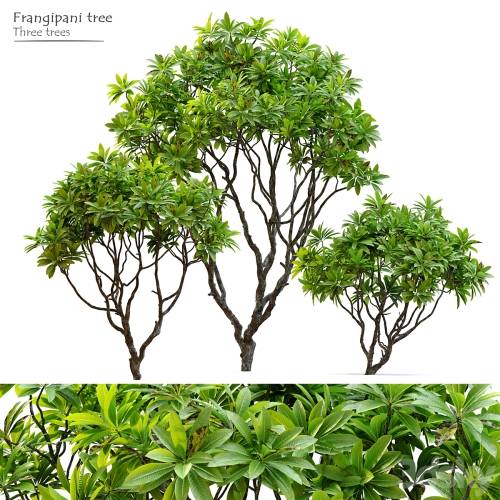 '3dsky Pro - Frangipani tree' '3dsky Pro - Frangipani tree'