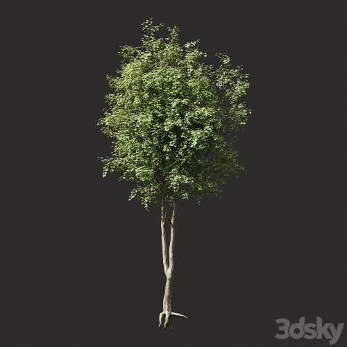 '3dsky Pro - Summer tree # 2'