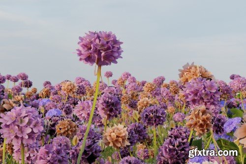 Creavora Mockup Collections