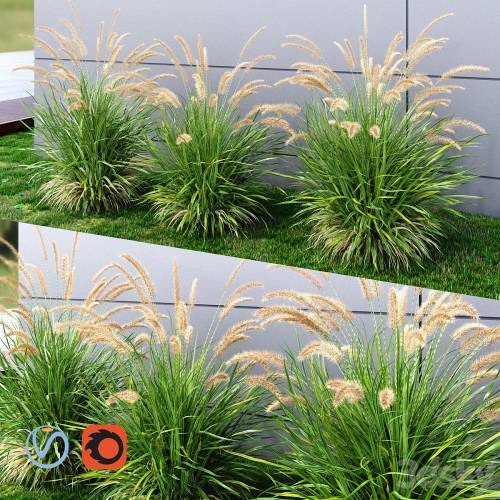 '3dsky Pro - Ornamental grass Fountaingrass green'