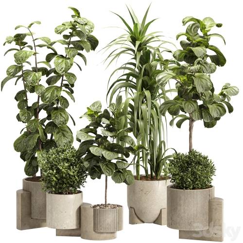 '3dsky Pro - Indoor Ficus Lyrata Plants Set 60'
