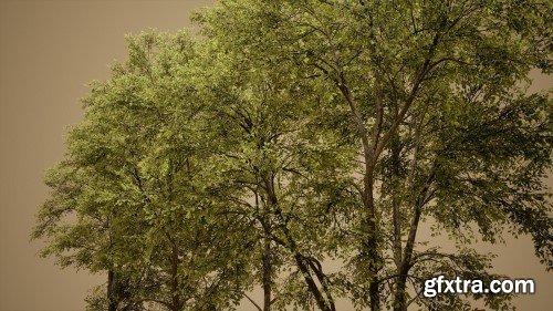 Unreal Engine - Foliage VOL.28 – Ash Trees