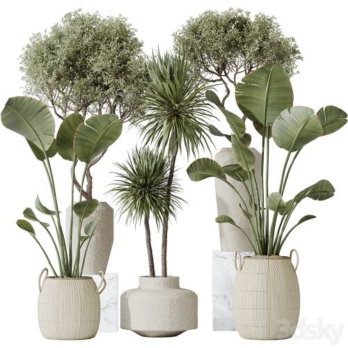 '3dsky Pro - AV Indoor plants set 172 Mission Arbequina Olive and Ravenala Banana Strelitzia and Spineless Yucca Aloifolia Rostrata'