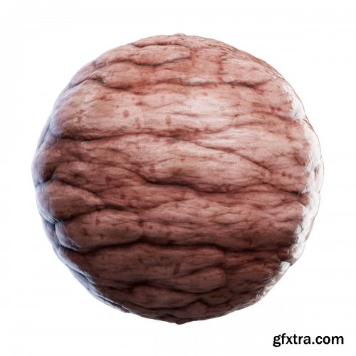 CGAxis - Physical 5 Animals PBR Textures