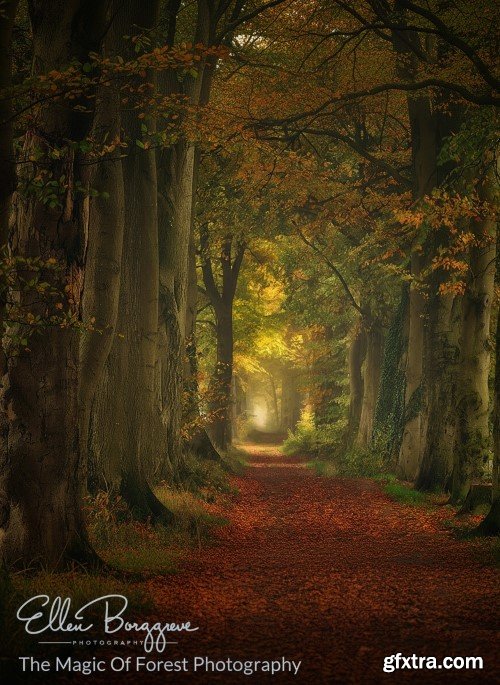 Ellen Borggreve - The Magic Of Forest Photography