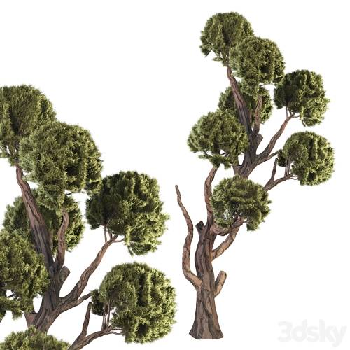 '3dsky Pro - Topiary Ball Tree'