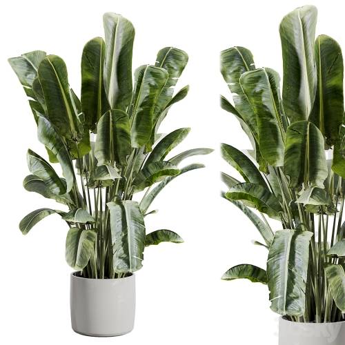 '3dsky Pro - indoor plant 512'
