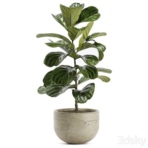 '3dsky Pro - Indoor Plant Set 168 - Fiddle Leaf Fig'