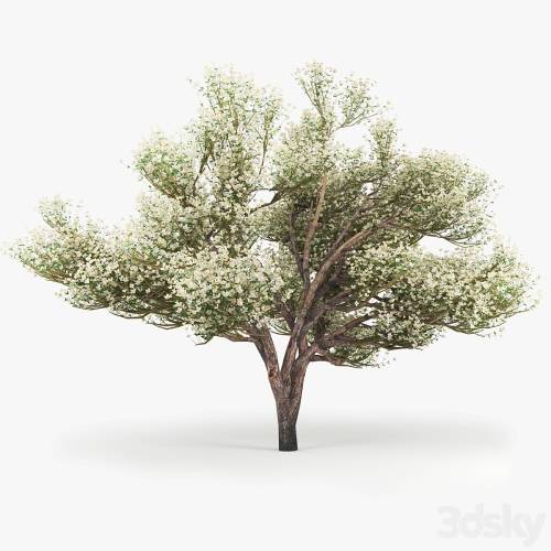 '3dsky Pro - Flowering_Apple_Tree'
