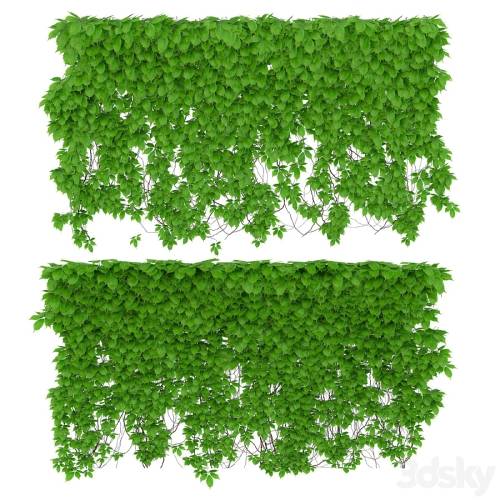 '3dsky Pro - The wall of a girl's grapes. 2 species. v2'