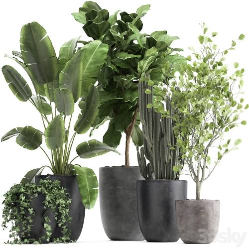'3dsky Pro - Collection of plants in black pots with Strelitzia, Ficus lyrata, tree, ivy, banana palm, ravenala. Set 961.'