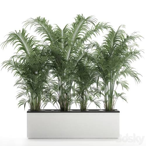 '3dsky Pro - Beautiful lush thickets of exotic palm bushes in a white potted flowerbed. Set 691.'