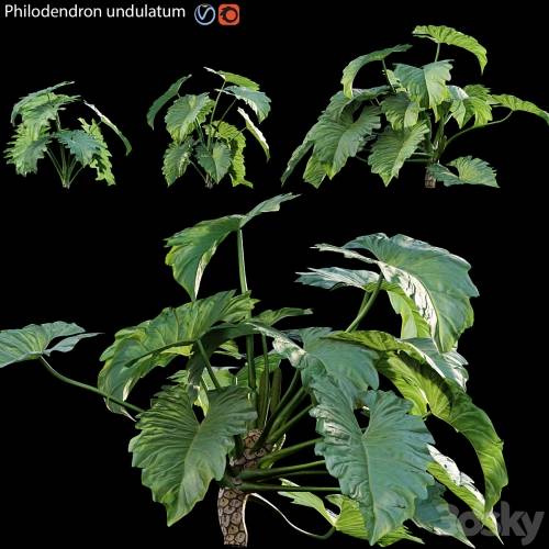 '3dsky Pro - Philodendron undulatum - 01'