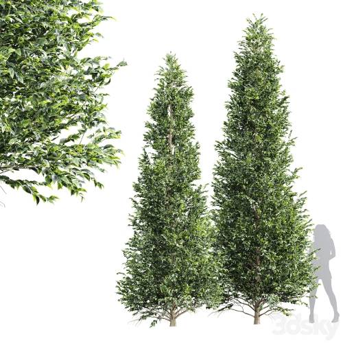 '3dsky Pro - New Tree High detail Carpinus Betulus Tall'
